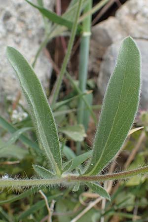 Lomelosia brachiata \ Pal&auml;stina-Skabiose / Tremastelma, Samos Spatharei 17.4.2017