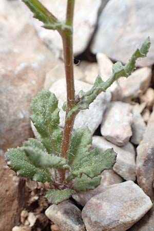 Senecio vernalis \ Frhlings-Greiskraut / Eastern Groundsel, Samos Lazaros in Mt. Ambelos 12.4.2017