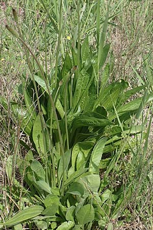Plantago lanceolata \ Spitz-Wegerich / Ribwort Plantain, Samos Ireon 13.4.2017