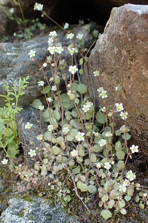 Saxifraga hederacea \ Efeubl&auml;ttriger Steinbrech / Ivy-Leaved Saxifrage, Samos Ambelos 14.4.2017