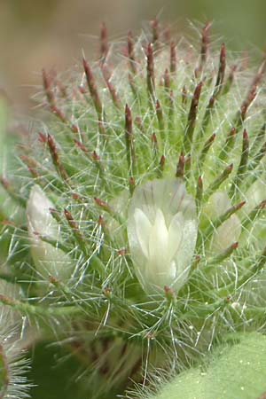 Trifolium cherleri \ Cherlers Klee / Cherler's Clover, Hairy Clover, Samos Mourtia - Strand/Beach 11.4.2017
