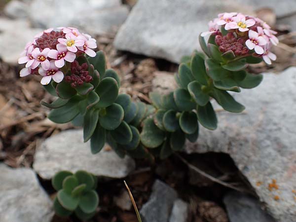 Aethionema saxatile subsp. creticum \ Kretisches Steint�schel / Cretan Candytuft, Samos Lazaros in Mt.  Ambelos 12.4.2017