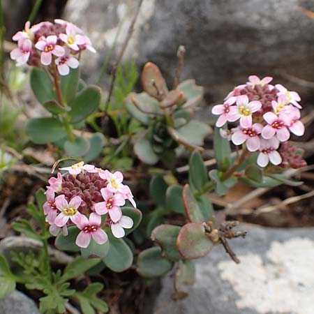 Aethionema saxatile subsp. creticum \ Kretisches Steint�schel / Cretan Candytuft, Samos Lazaros in Mt.  Ambelos 12.4.2017