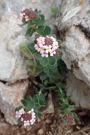 Aethionema saxatile subsp. creticum \ Kretisches Steint�schel / Cretan Candytuft, Samos Lazaros in Mt.  Ambelos 12.4.2017