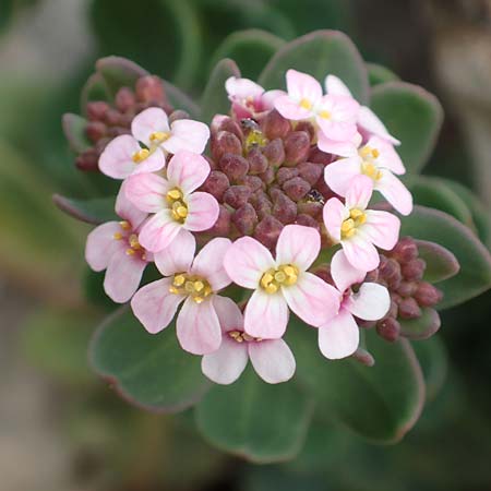 Aethionema saxatile subsp. creticum \ Kretisches Steint�schel / Cretan Candytuft, Samos Lazaros in Mt.  Ambelos 12.4.2017