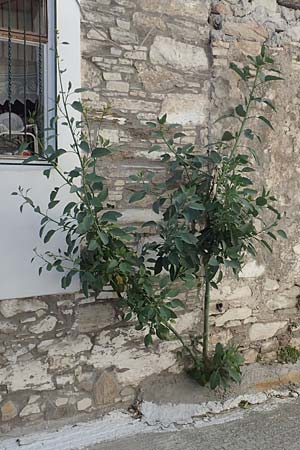 Nicotiana glauca \ Blaugrner Tabak, Baum-Tabak / Tree Tobacco, Samos Myloi 13.4.2017