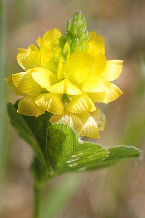 Trifolium campestre \ Gelber Acker-Klee, Feld-Klee / Hop Trefoil, Samos Mourtia - Strand/Beach 11.4.2017