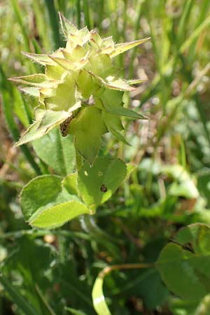 Trifolium clypeatum \ Schild-Klee / Helmet Clover, Shield Clover, Samos Mykali 19.4.2017