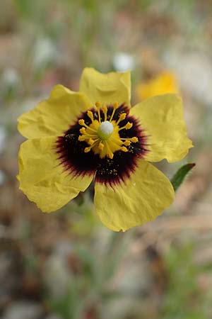 Tuberaria guttata \ Geflecktes Sandrschen / Spotted Rock-Rose, Samos Kokkari 12.4.2017