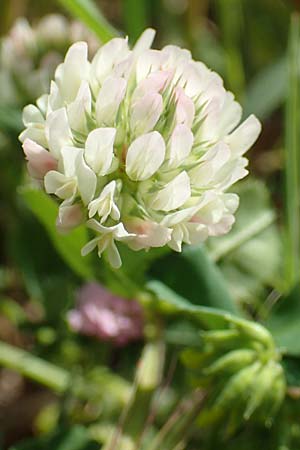 Trifolium nigrescens \ Schwarzwerdender Klee / Small White Clover, Ball Clover, Samos Pythagorio 13.4.2017