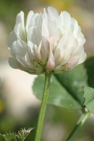 Trifolium nigrescens \ Schwarzwerdender Klee / Small White Clover, Ball Clover, Samos Pythagorio 13.4.2017
