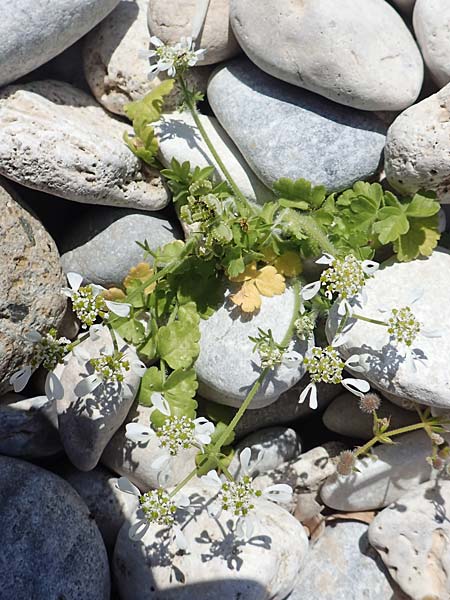 Tordylium apulum \ Apulische Zirmet / Mediterranean Hartwort, Samos Mykali 19.4.2017