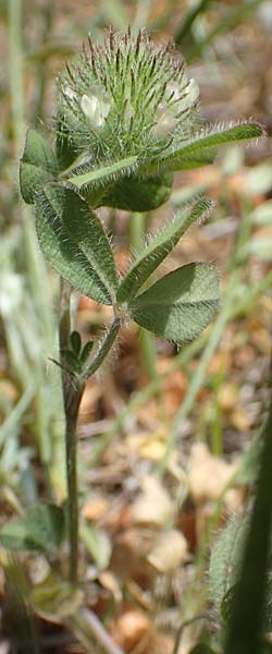 Trifolium cherleri \ Cherlers Klee / Cherler's Clover, Hairy Clover, Samos Mourtia - Strand/Beach 11.4.2017