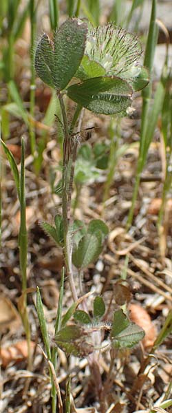 Trifolium cherleri \ Cherlers Klee / Cherler's Clover, Hairy Clover, Samos Mourtia - Strand/Beach 11.4.2017
