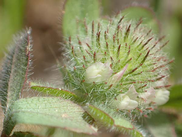 Trifolium cherleri \ Cherlers Klee / Cherler's Clover, Hairy Clover, Samos Mourtia - Strand/Beach 11.4.2017