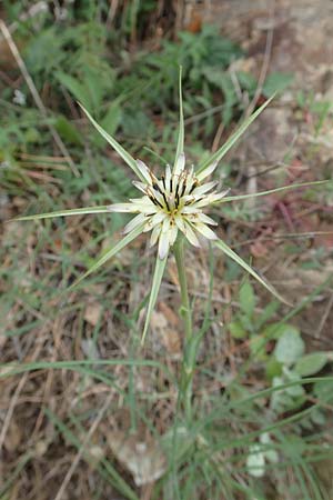 Tragopogon coelesyriacus \ Langschnbeliger Bocksbart, Samos Pyrgos 17.4.2017