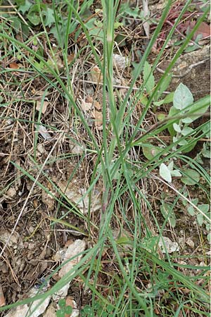 Tragopogon coelesyriacus \ Langschnbeliger Bocksbart, Samos Pyrgos 17.4.2017