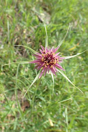 Tragopogon coelesyriacus \ Langschnbeliger Bocksbart, Samos Pyrgos 17.4.2017