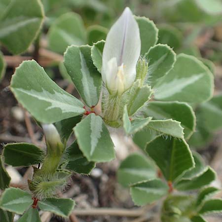 Trifolium uniflorum \ Einbl&uuml;tiger Klee / One-Flowered Clover, Samos Mytilini 10.4.2017