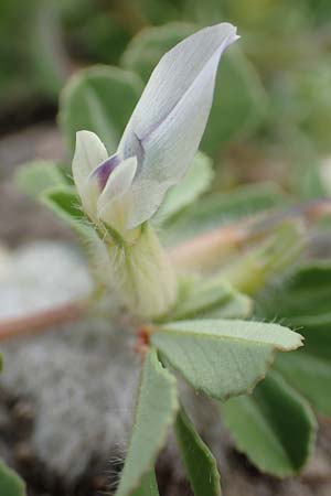 Trifolium uniflorum \ Einbl&uuml;tiger Klee / One-Flowered Clover, Samos Mytilini 10.4.2017