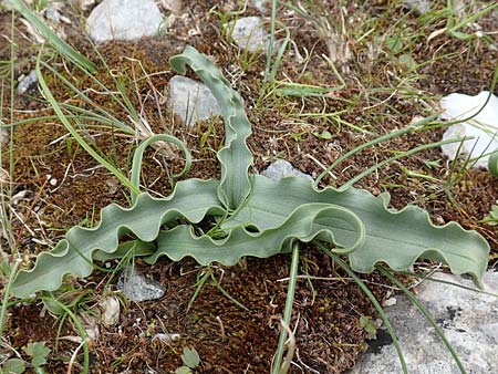 Tulipa undulatifolia \ Gewelltbl&auml;ttrige Tulpe / Tulip, Samos Lazaros in Mt.  Ambelos 12.4.2017