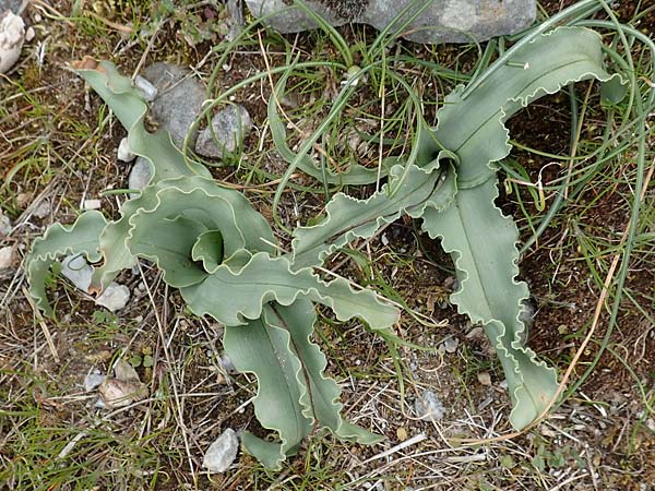 Tulipa undulatifolia \ Gewelltbl&auml;ttrige Tulpe / Tulip, Samos Lazaros in Mt.  Ambelos 12.4.2017