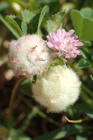 Trifolium tomentosum \ Filziger Klee / Wooly Clover, Samos Pythagorio 13.4.2017