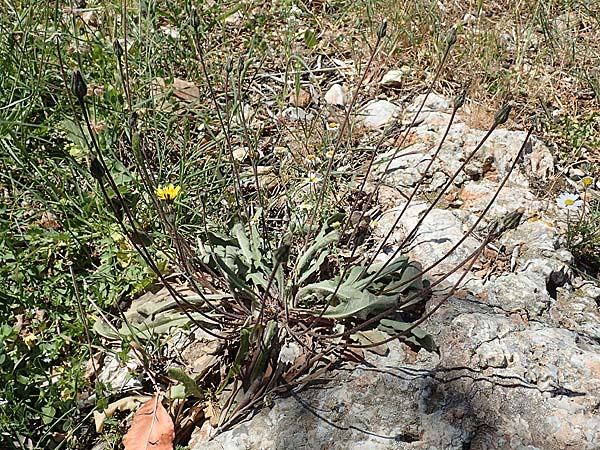 Leontodon graecus \ Griechischer Krauser Lwenzahn / Greek Hawkbit, Samos Mourtia - Strand/Beach 11.4.2017