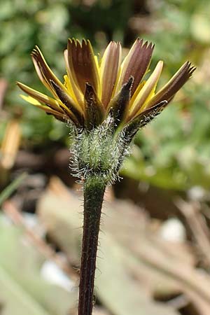 Leontodon graecus \ Griechischer Krauser Lwenzahn / Greek Hawkbit, Samos Mourtia - Strand/Beach 11.4.2017