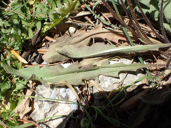 Leontodon graecus \ Griechischer Krauser Lwenzahn / Greek Hawkbit, Samos Mourtia - Strand/Beach 11.4.2017