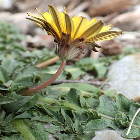 Taraxacum megalorhizon \ Dickwurzeliger L�wenzahn / Thick-Rooted Dandelion, Samos Lazaros in Mt.  Ambelos 12.4.2017