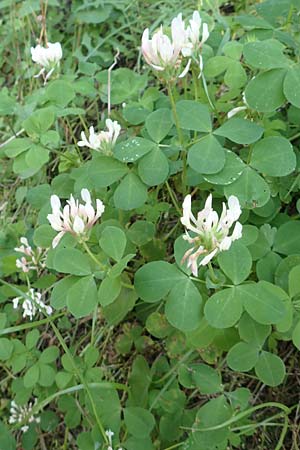 Trifolium clypeatum \ Schild-Klee / Helmet Clover, Shield Clover, Samos Ambelos 14.4.2017