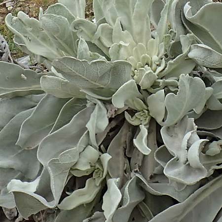 Verbascum pycnostachyum \ Dicht&auml;hrige K�nigskerze / Dense-Spiked Mullein, Samos Mt.  Ambelos 12.4.2017