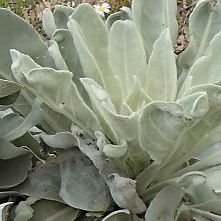 Verbascum pycnostachyum \ Dicht&auml;hrige K�nigskerze / Dense-Spiked Mullein, Samos Mt.  Ambelos 12.4.2017