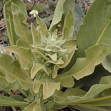 Verbascum glomeratum \ Kn&auml;uel-K�nigskerze / Convoluted Mullein, Samos Mt.  Ambelos 12.4.2017