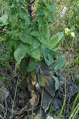 Verbascum ikaricum \ Ikaria-K�nigskerze / Ikaria Mullein, Samos Agios Konstantinos 14.4.2017