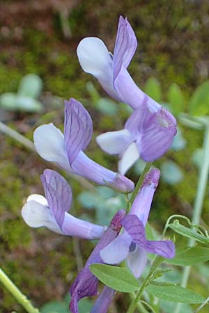 Vicia villosa subsp. microphylla \ Kleinblttige Wicke / Small-Leaved Fodder Vetch, Samos Potami 15.4.2017