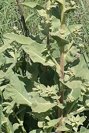 Verbascum glomeratum \ Kn&auml;uel-K�nigskerze / Convoluted Mullein, Samos Mykali 19.4.2017