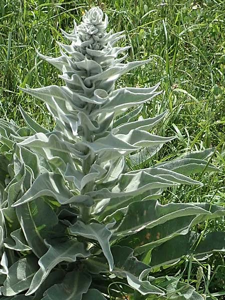 Verbascum splendidum \ Pr�chtige K�nigskerze / Splendid Mullein, Samos Mykali 19.4.2017