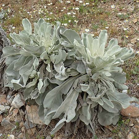 Verbascum pycnostachyum \ Dicht&auml;hrige K�nigskerze / Dense-Spiked Mullein, Samos Mt.  Ambelos 12.4.2017