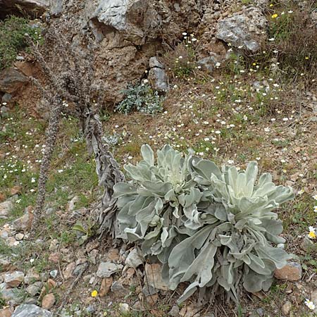 Verbascum pycnostachyum \ Dicht&auml;hrige K�nigskerze / Dense-Spiked Mullein, Samos Mt.  Ambelos 12.4.2017