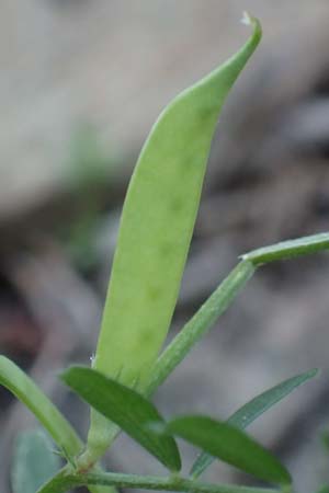 Vicia bithynica \ Bithynische Wicke / Bithynian Vetch, Samos Myloi 13.4.2017