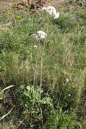 Valeriana dioscoridis \ Dioskorides-Baldrian / Dioscoridis Valerian, Samos Paleokastro 11.4.2017