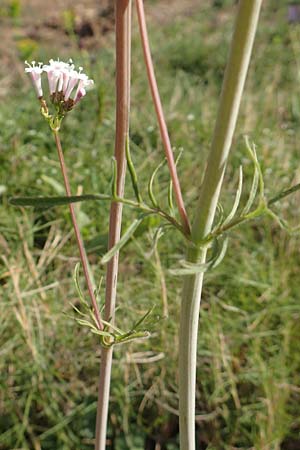 Valeriana dioscoridis \ Dioskorides-Baldrian / Dioscoridis Valerian, Samos Paleokastro 11.4.2017