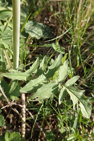 Valeriana dioscoridis \ Dioskorides-Baldrian / Dioscoridis Valerian, Samos Paleokastro 11.4.2017