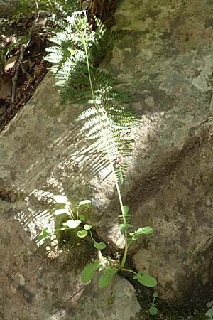 Valeriana dioscoridis \ Dioskorides-Baldrian / Dioscoridis Valerian, Samos Potami 15.4.2017