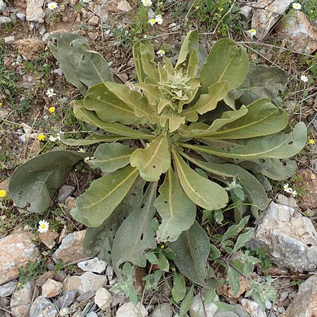 Verbascum glomeratum \ Kn&auml;uel-K�nigskerze / Convoluted Mullein, Samos Mt.  Ambelos 12.4.2017