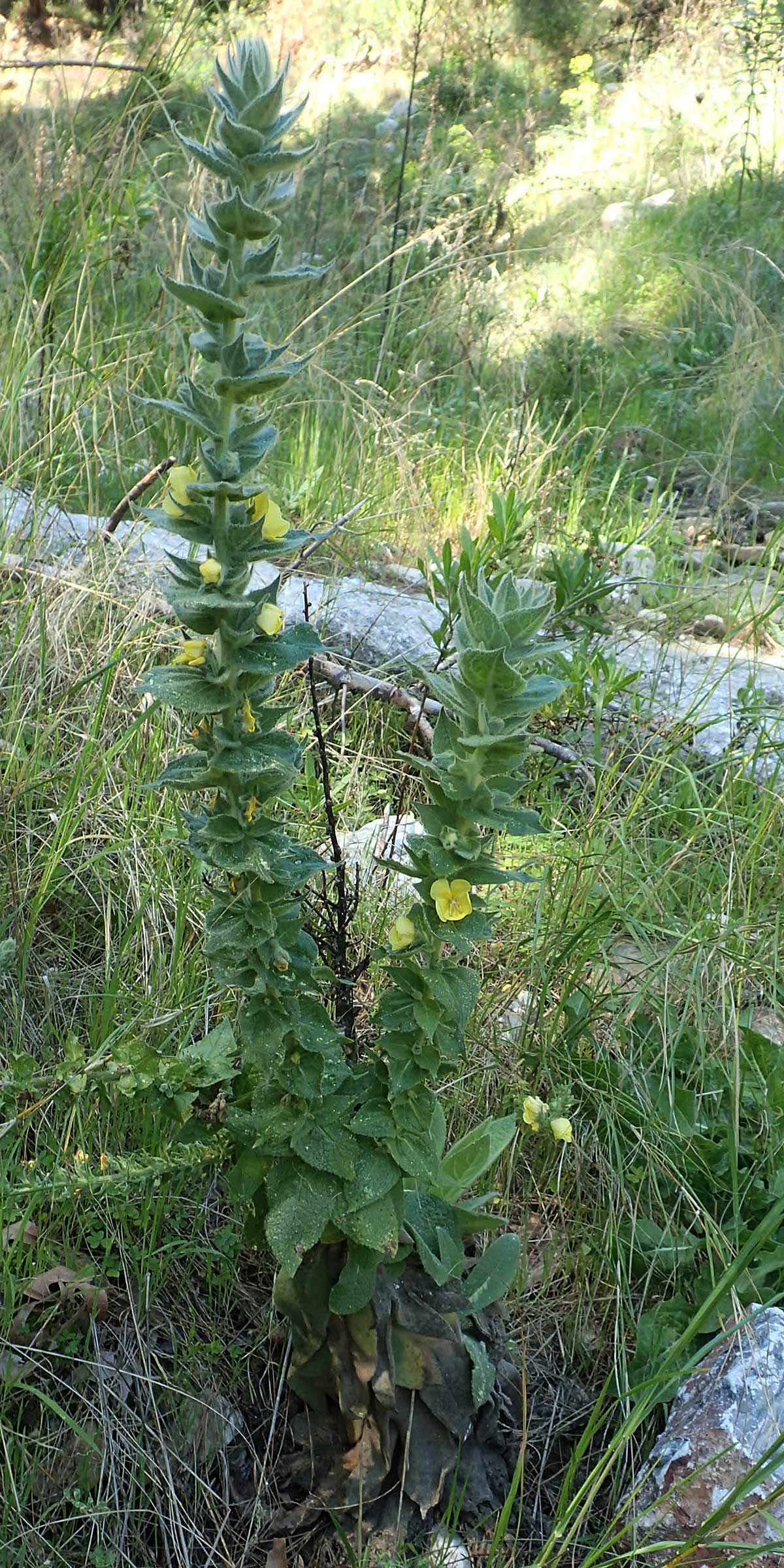 Verbascum ikaricum \ Ikaria-K�nigskerze / Ikaria Mullein, Samos Agios Konstantinos 14.4.2017