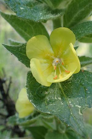 Verbascum ikaricum \ Ikaria-K�nigskerze / Ikaria Mullein, Samos Agios Konstantinos 14.4.2017