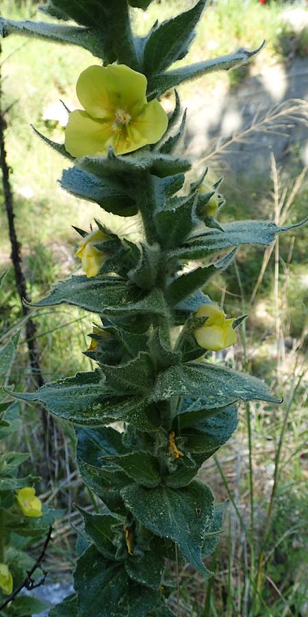 Verbascum ikaricum \ Ikaria-K�nigskerze / Ikaria Mullein, Samos Agios Konstantinos 14.4.2017